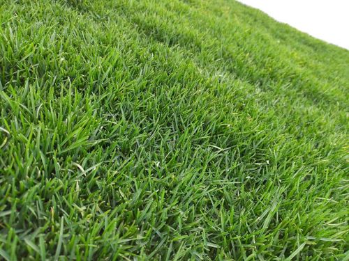 扬州各种冷季型绿化草坪草皮出售-信誉佳，欢迎来电咨询