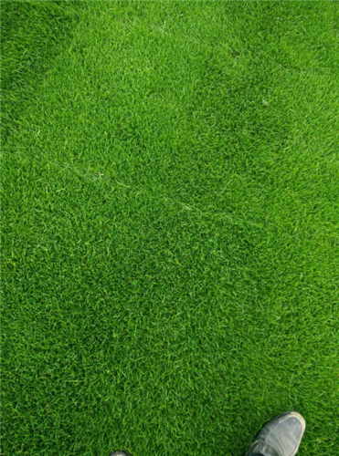 赤峰绿化带土草坪草皮供应-热情商家，品质保证
