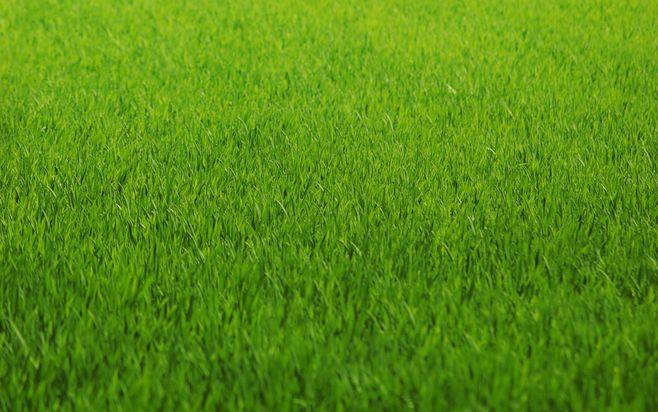 温州草坪带土草卷高羊茅早熟禾混播草皮出售-热情商家，品质保证