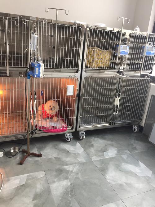 黄山狗狗医院-领先的宠物医疗技术，确保治疗效果