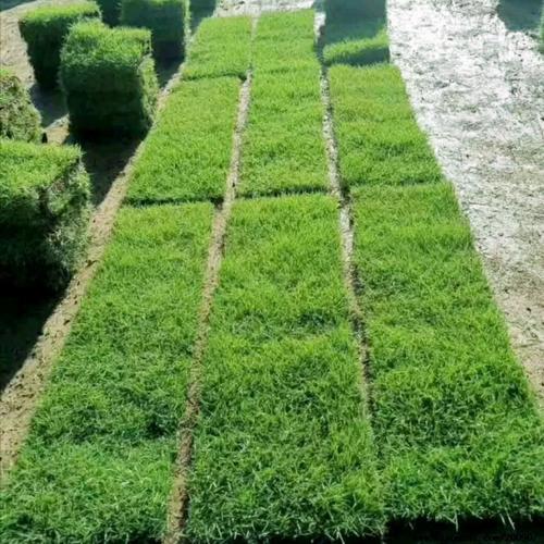 自贡各种冷季型绿化草坪草皮出售-信誉良好，服务周到