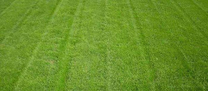 泰州各种冷季型绿化草坪草皮供应-长期合作，信誉保障