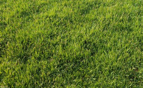 永州绿化带土草坪草皮供应-服务到位，让您放心