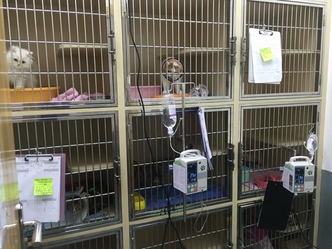 漳州值得信赖的宠物医院-24小时紧急救援服务