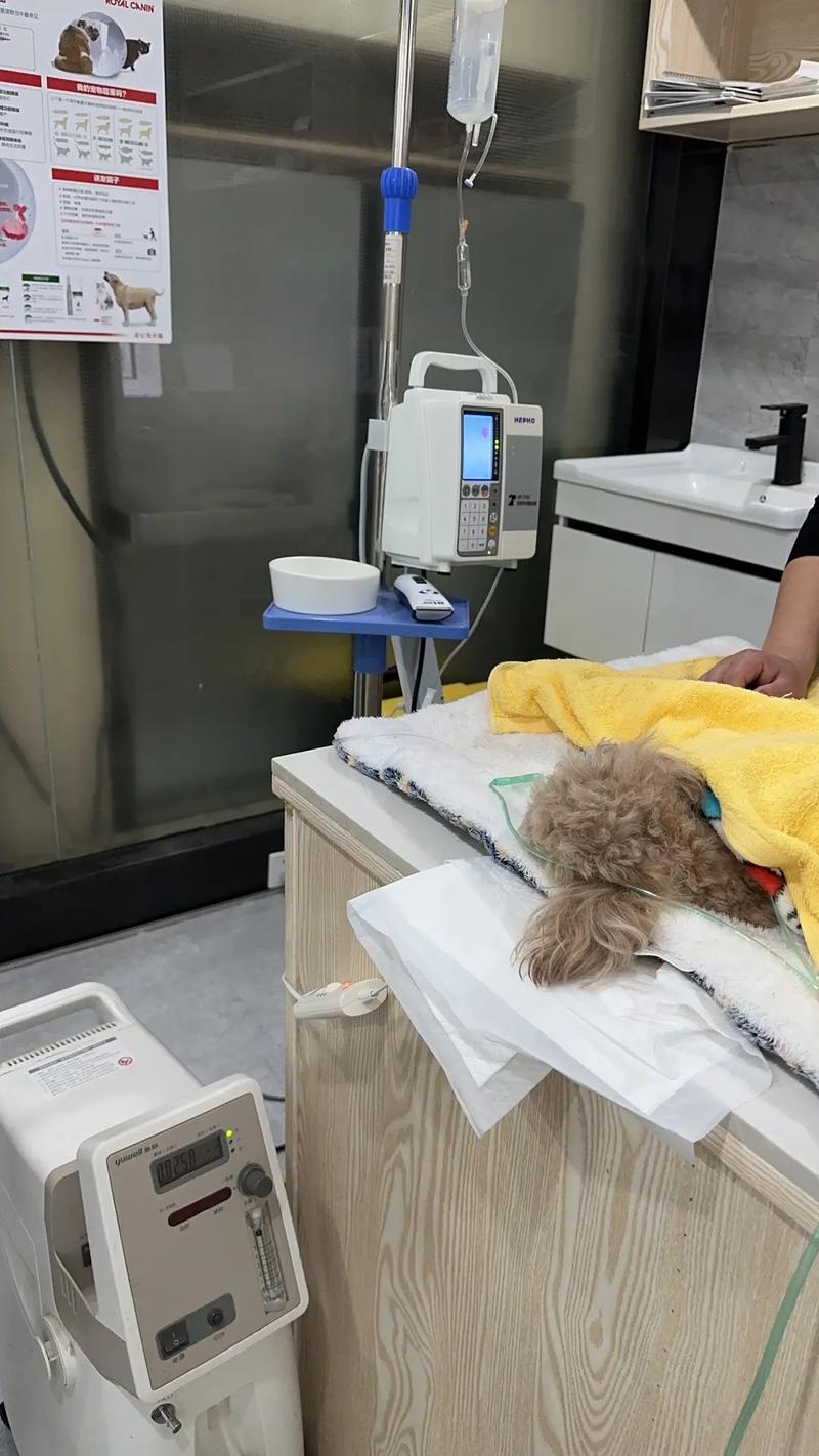 大兴安岭宠物骨科医院-领先的宠物医疗技术，确保治疗效果