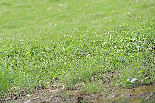 鹤壁假草皮草坪供应-长期合作，信誉保障