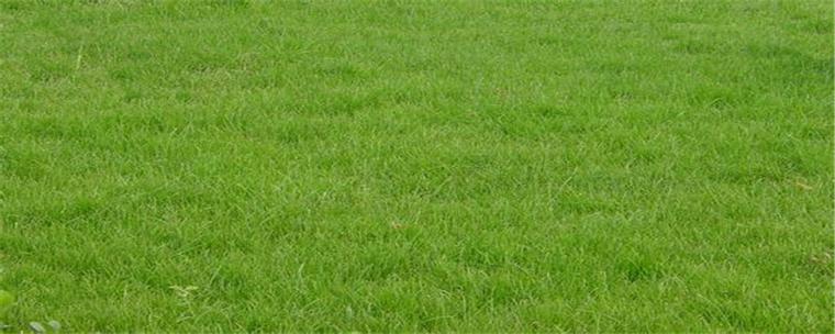 眉山绿化带土草坪草皮供应-热情商家，品质保证