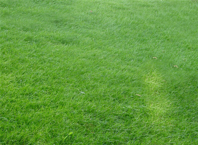 巢湖各种冷季型绿化草坪草皮供应-长期合作，信誉保障