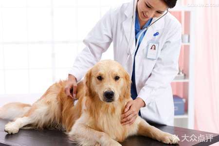西双版纳宠物医院-领先的宠物医疗技术，确保治疗效果