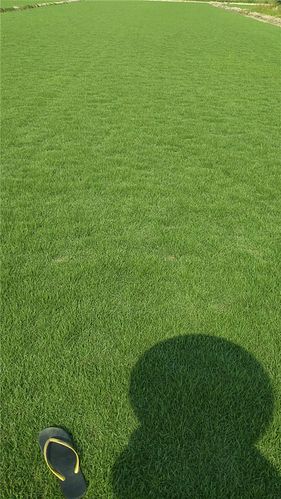 贺州各种冷季型绿化草坪草皮出售-信誉佳，欢迎来电咨询