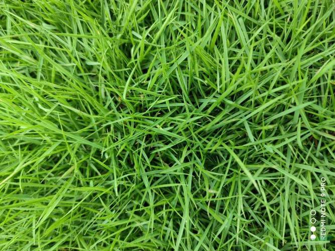 塔城各种冷季型绿化草坪草皮出售-热情商家，品质保证
