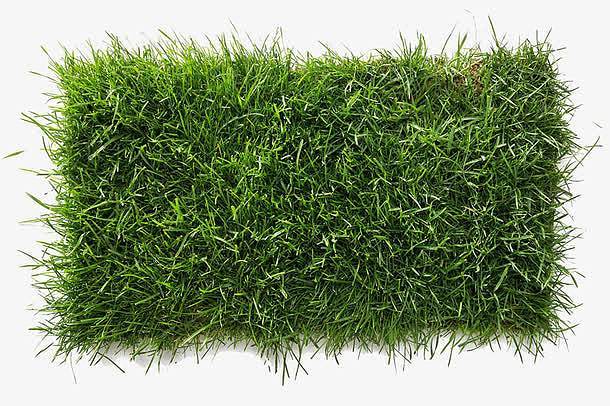 钦州绿化带土草坪草皮供应-热情商家，品质保证