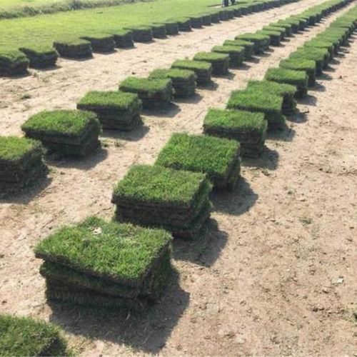 滁州草坪带土草卷高羊茅早熟禾混播草皮出售-服务到位，让您放心