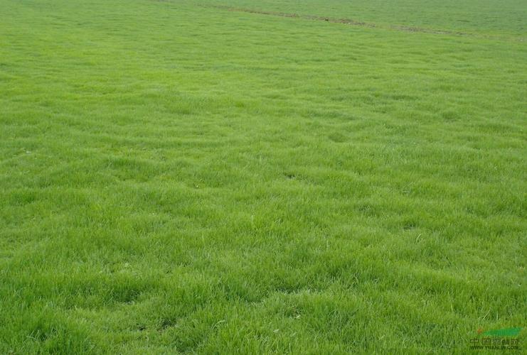 梧州草坪带土草卷高羊茅早熟禾混播草皮供应-服务到位，让您放心