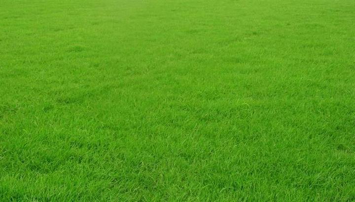 忻州各种冷季型绿化草坪草皮批发-服务到位，让您放心