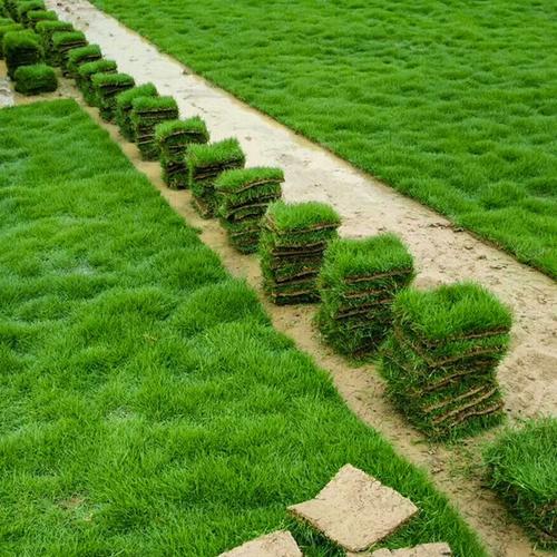 上海绿化带土草坪草皮批发-长期合作，信誉保障
