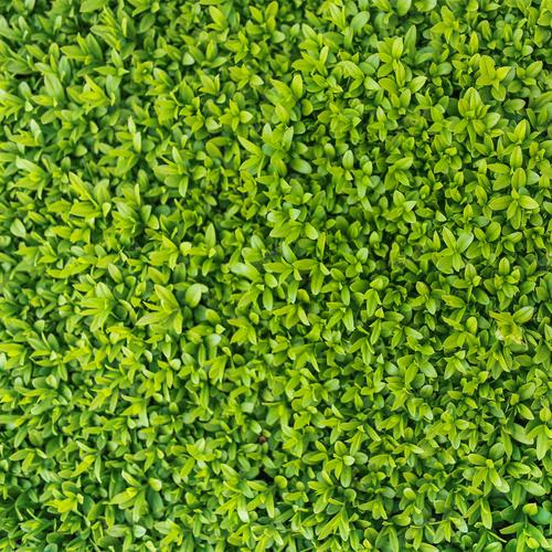 广州各种冷季型绿化草坪草皮批发-热情商家，品质保证