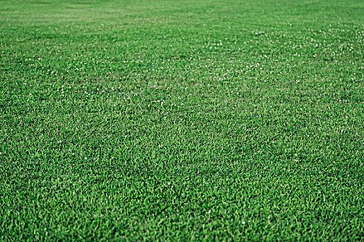 晋中各种冷季型绿化草坪草皮供应-信誉佳，欢迎来电咨询