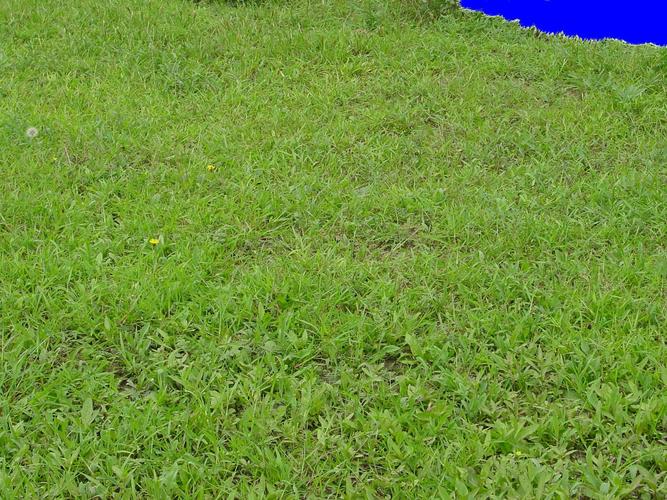 六安绿化带土草坪草皮供应-热情商家，品质保证