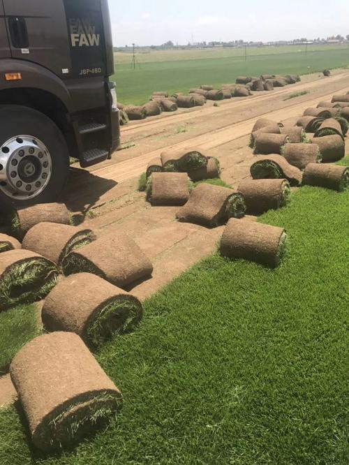 扬州草坪带土草卷高羊茅早熟禾混播草皮出售-热情商家，品质保证