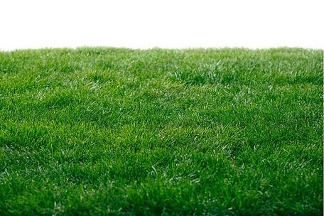 中卫绿化带土草坪草皮供应-信誉佳，欢迎来电咨询