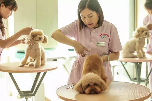 阳江宠物医院-预约就诊，享受优先服务