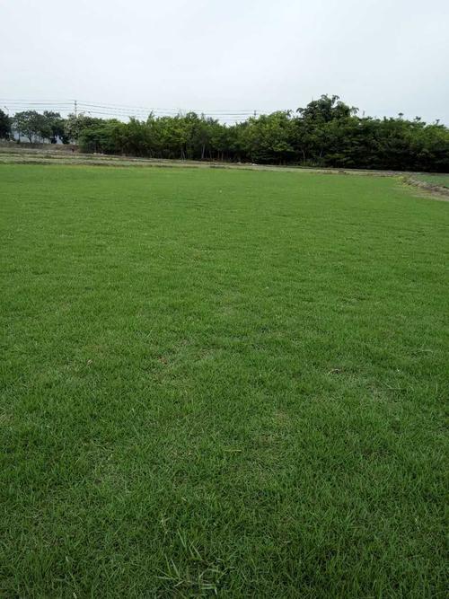 陇南各种冷季型绿化草坪草皮供应-信誉佳，欢迎来电咨询