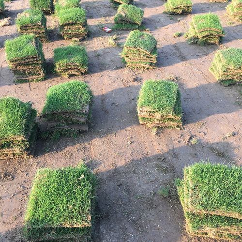北海各种冷季型绿化草坪草皮出售-长期合作，信誉保障