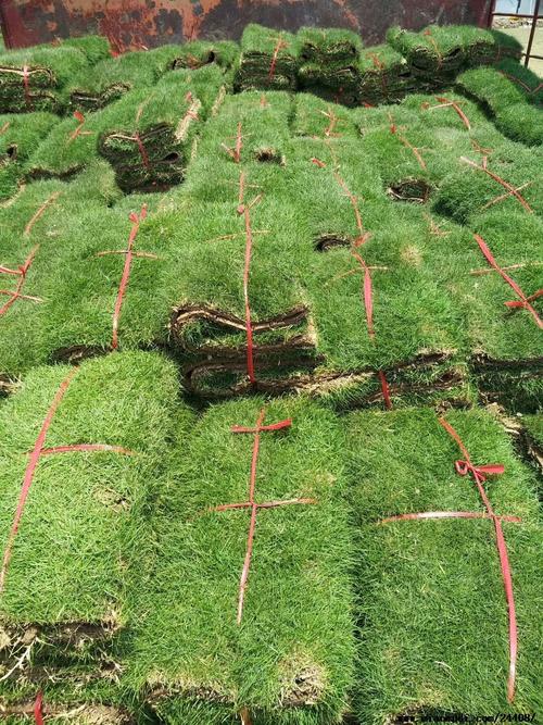 泸州各种冷季型绿化草坪草皮出售-信誉佳，欢迎来电咨询