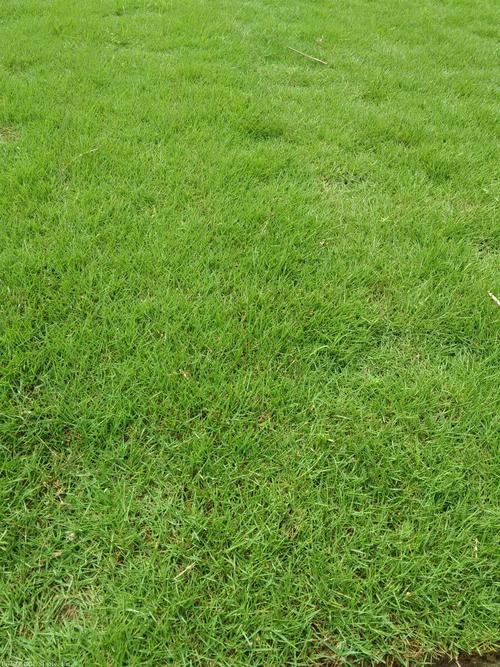 伊犁各种冷季型绿化草坪草皮批发-服务到位，让您放心