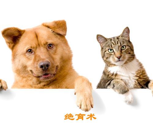 运城宠物医院-领先的宠物医疗技术，确保治疗效果