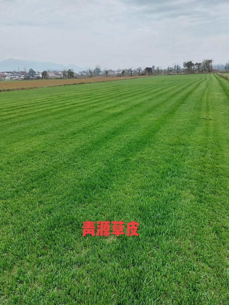 武汉园林绿化草皮供应-长期合作，信誉保障