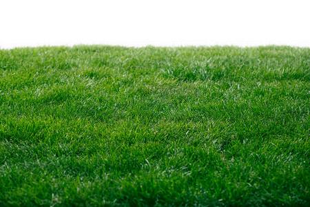 宿州各种冷季型绿化草坪草皮供应-信誉佳，欢迎来电咨询