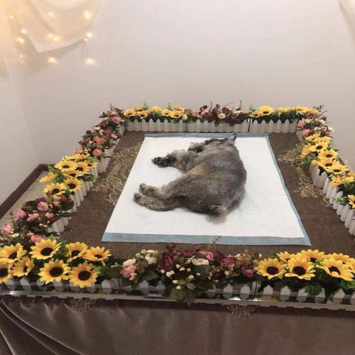 蚌埠宠物殡葬服务，宠物骨灰晶石定制，动物无害化处理中心