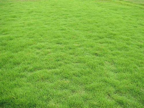 德阳绿化带土草坪草皮出售-长期合作，信誉保障