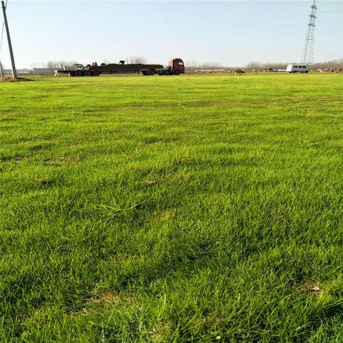 汕尾绿化带土草坪草皮出售-长期合作，信誉保障