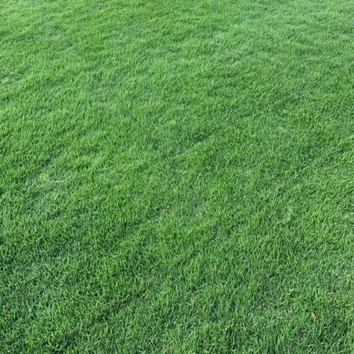 荆州各种冷季型绿化草坪草皮批发-热情商家，品质保证