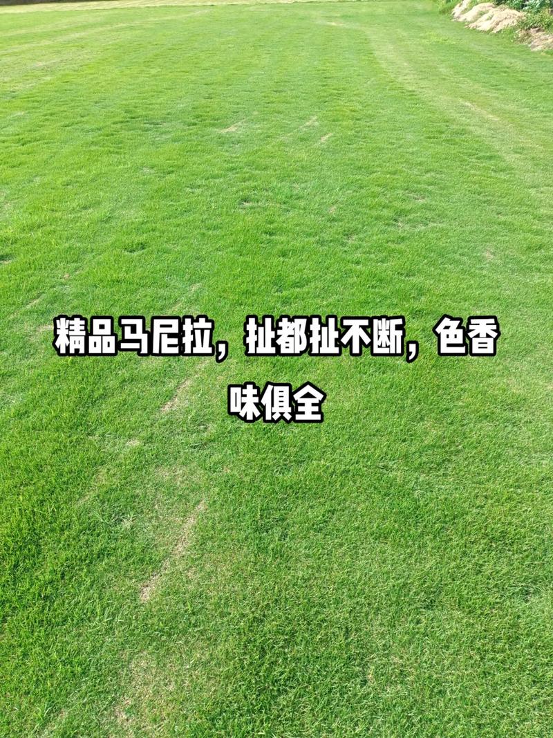 湘潭冷季型带土草皮供应-信誉佳，欢迎来电咨询
