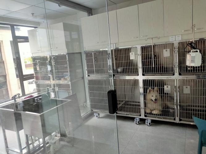 泸州宠物猫医院-24小时营业