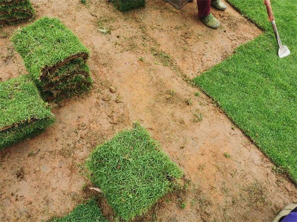 渭南绿化带土草坪草皮供应-长期合作，信誉保障