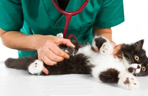 张掖值得信赖的宠物医院-领先的宠物医疗技术，确保治疗效果