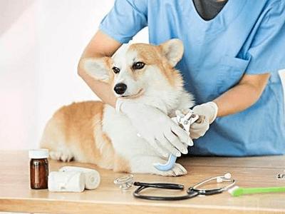 池州值得信赖的宠物医院-专业团队，保障您的宠物健康