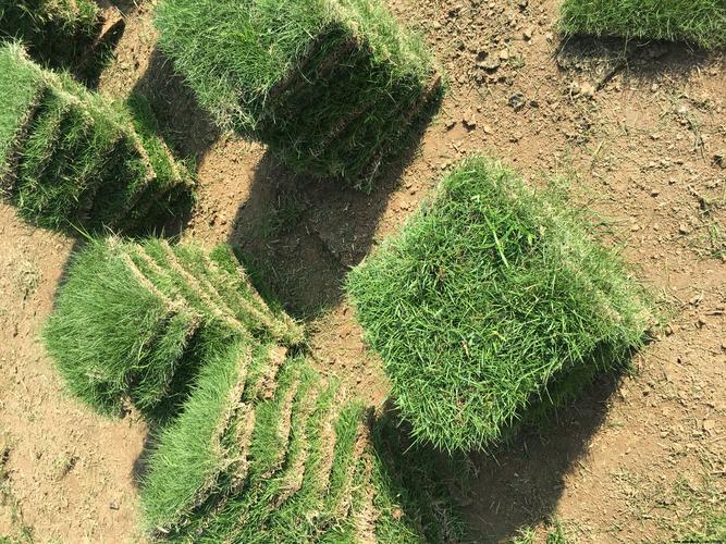 许昌各种冷季型绿化草坪草皮供应-长期合作，信誉保障
