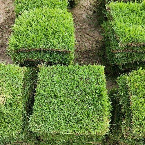 阜新绿化带土草坪草皮供应-热情商家，品质保证