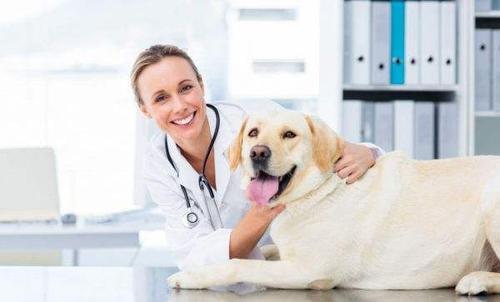 白银宠物医院-专业团队，保障您的宠物健康