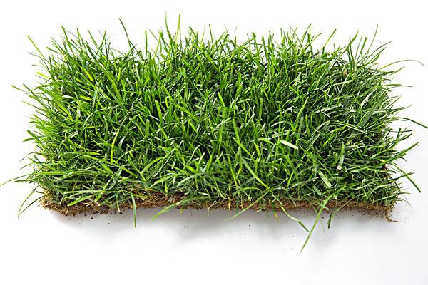 鄂尔多斯绿化带土草坪草皮供应-热情商家，品质保证