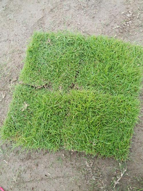 鹤岗各种冷季型绿化草坪草皮出售-长期合作，信誉保障