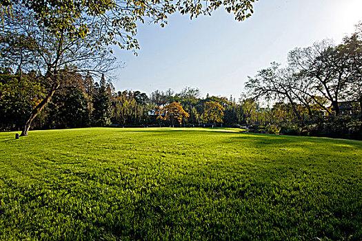 宜春各种冷季型绿化草坪草皮供应-热情商家，品质保证