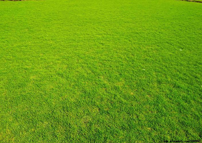 铜川冷季型带土草皮出售-长期合作，信誉保障