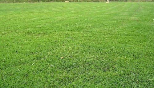 资阳绿化带土草坪草皮供应-热情商家，品质保证